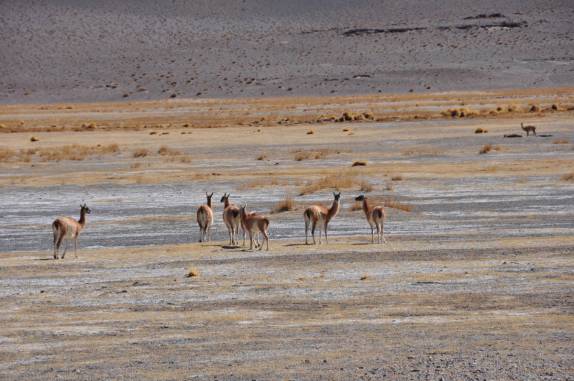 Observando Vicunhas, animal comum na paisagem da estrada para o Paso de San Francisco, entre Argentina e Chile